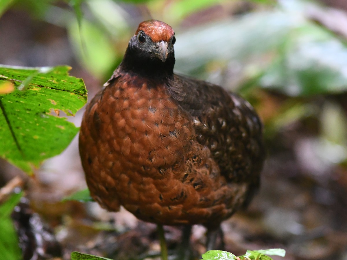 Black-eared Wood-Quail - ML417686661