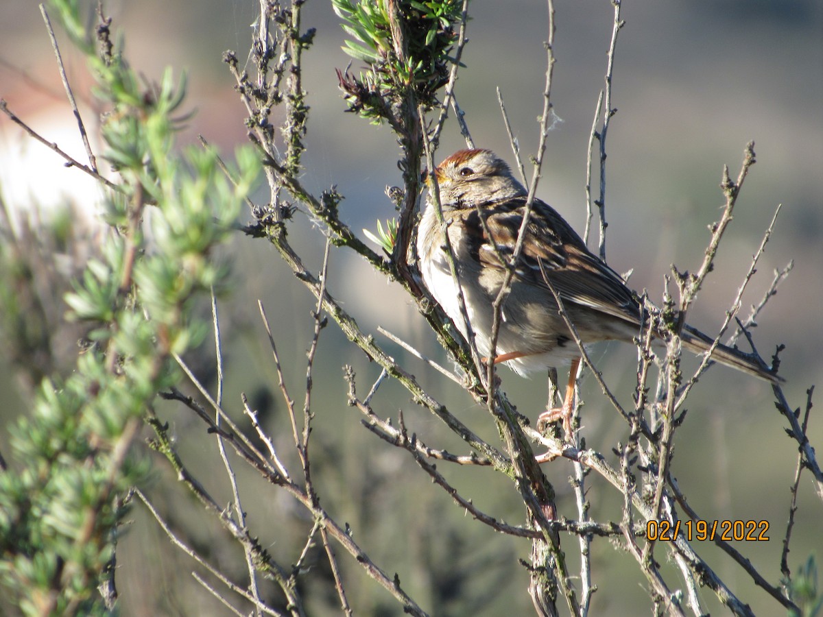 White-crowned Sparrow - crdf bird