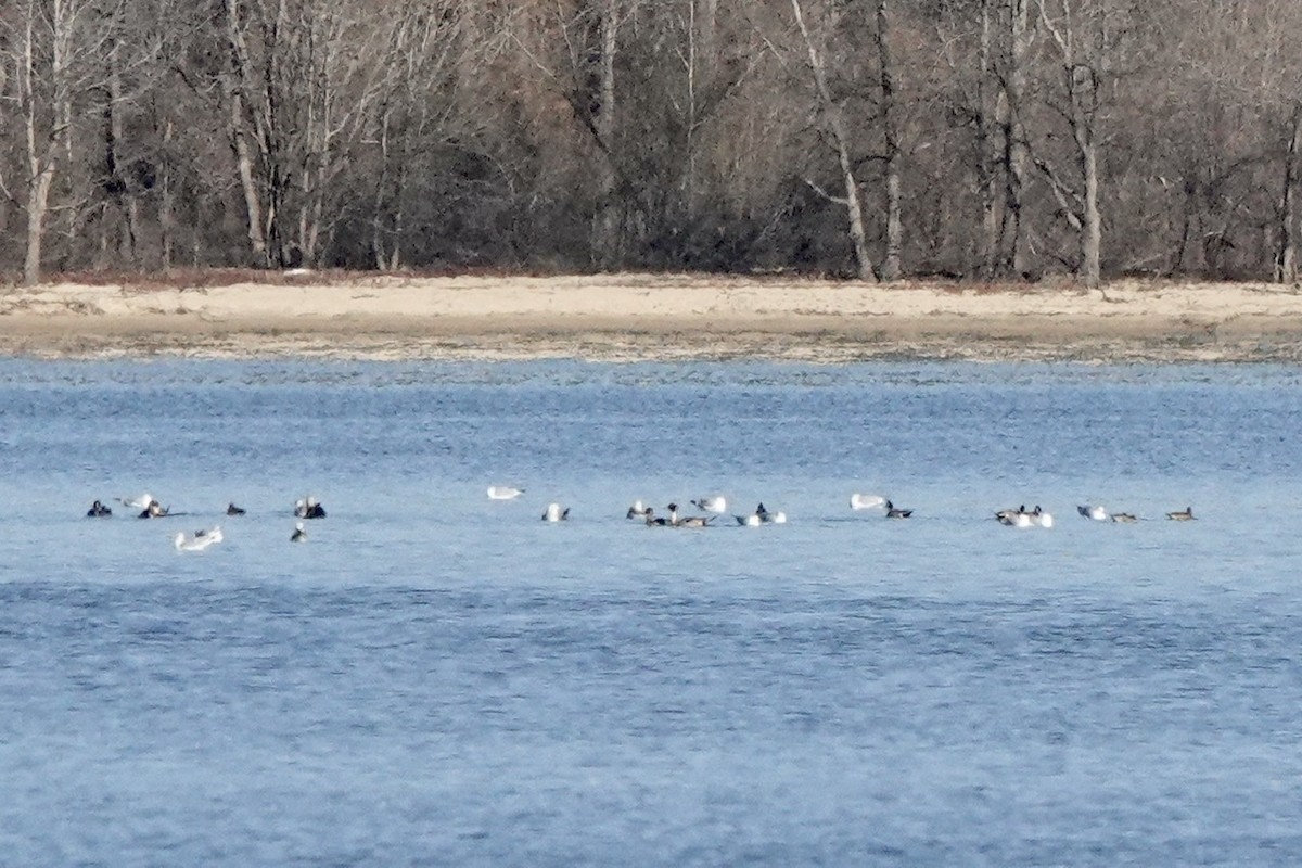 Northern Pintail - ML417687881
