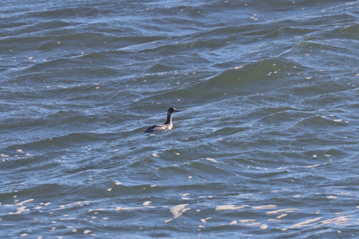 Eared Grebe - ML417688051