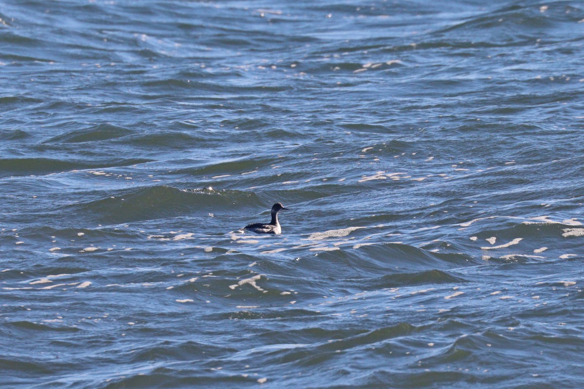 Eared Grebe - Chris Daly