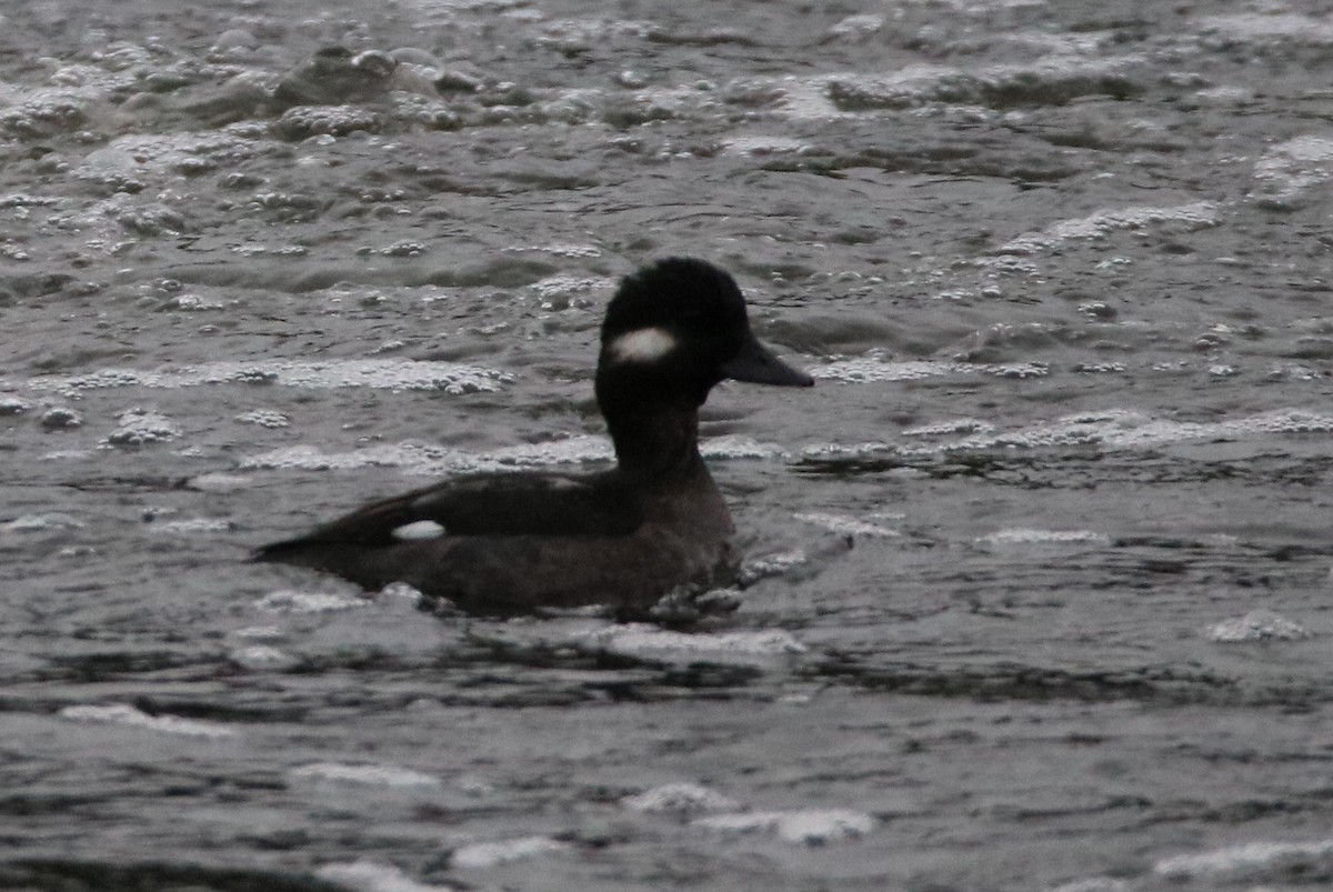 Bufflehead - Walter Thorne