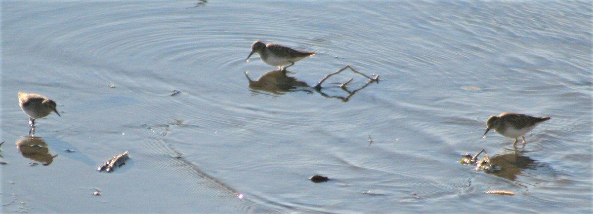 Least Sandpiper - ML417692571