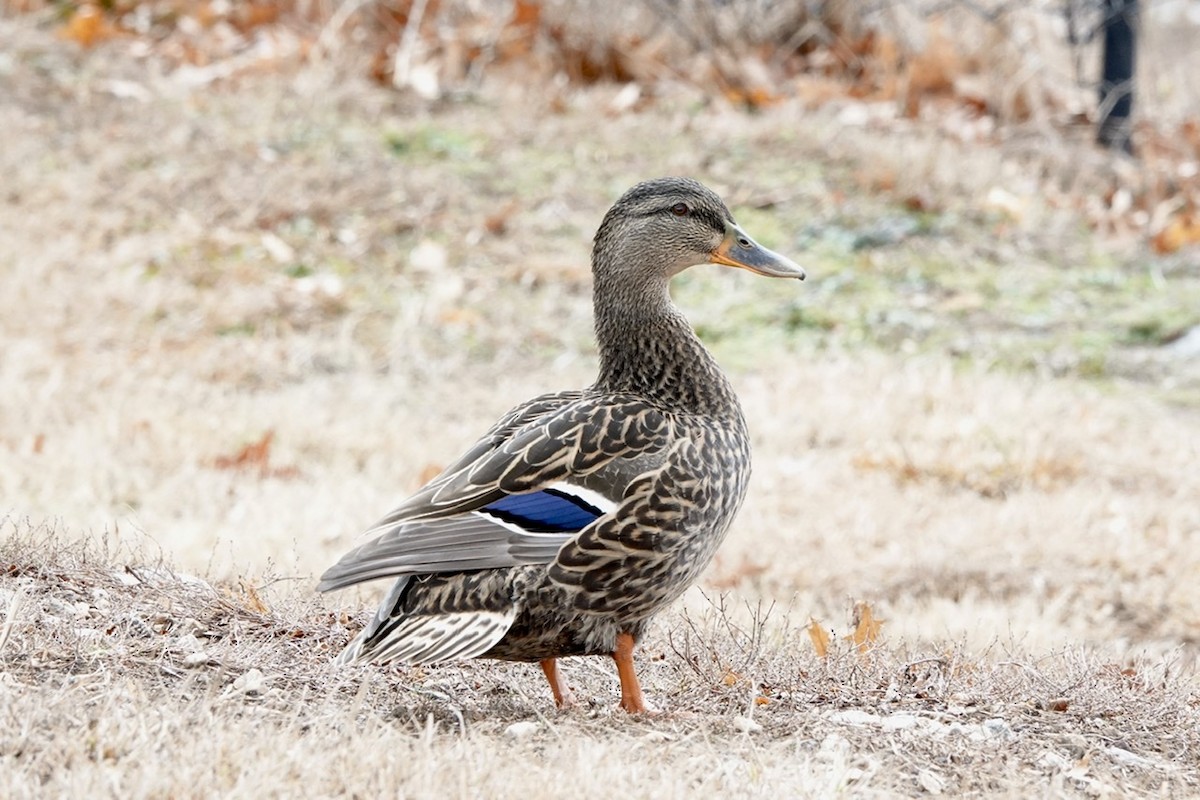 Mallard - Fleeta Chauvigne