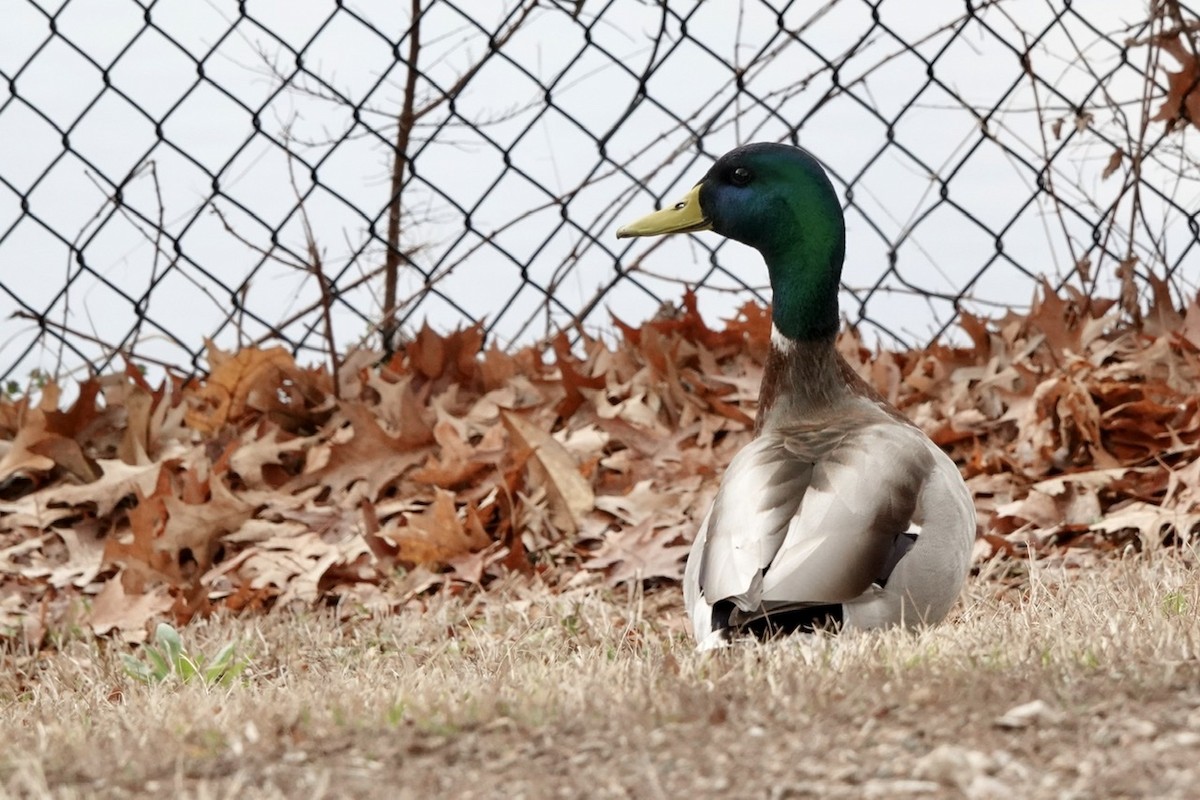 Mallard - Fleeta Chauvigne