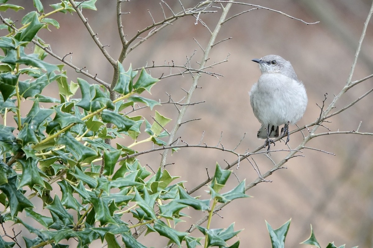 Northern Mockingbird - ML417692931