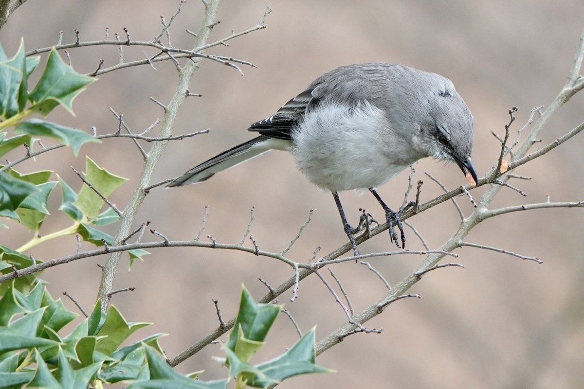 Northern Mockingbird - Fleeta Chauvigne