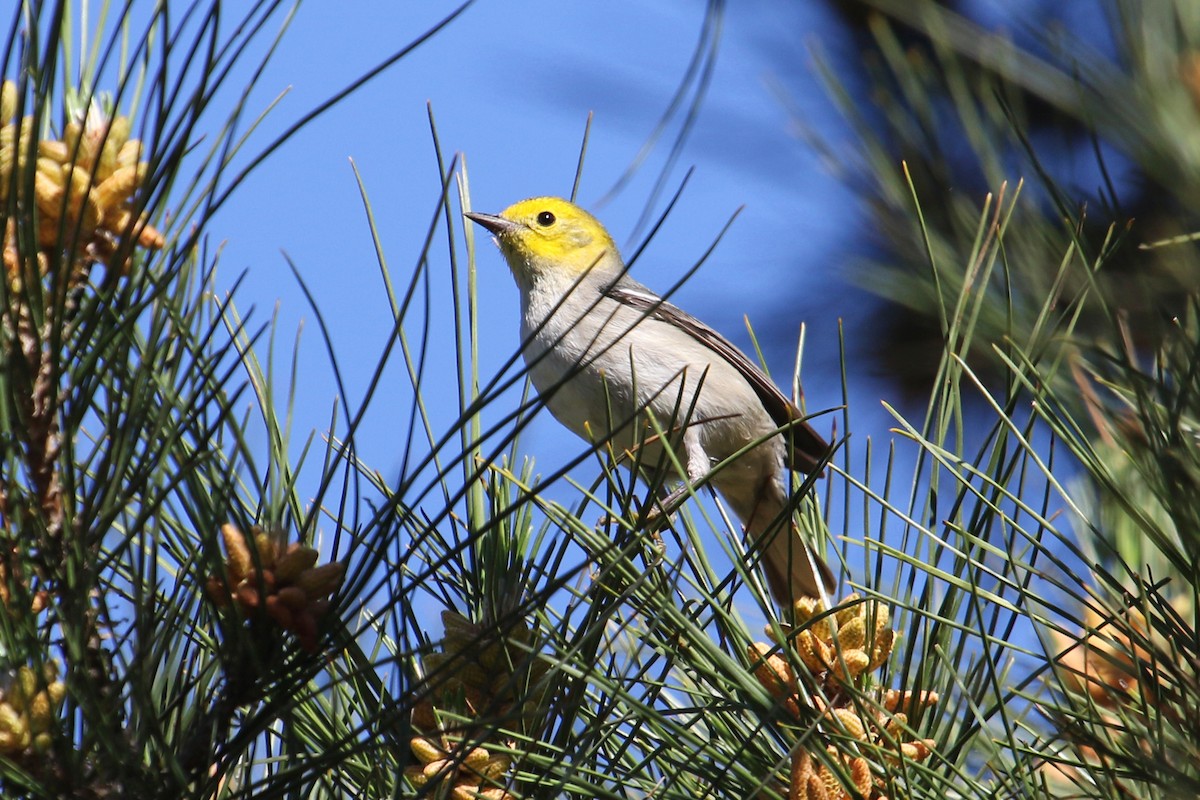 Hermit Warbler - ML417693321