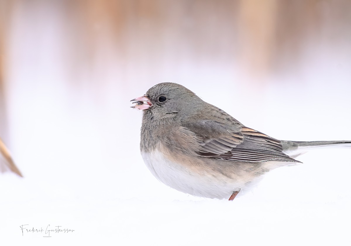 Dark-eyed Junco - ML417693431