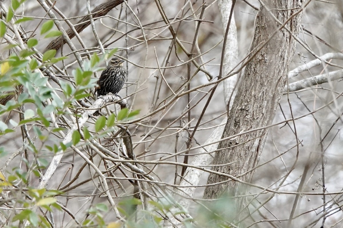 Red-winged Blackbird - Fleeta Chauvigne