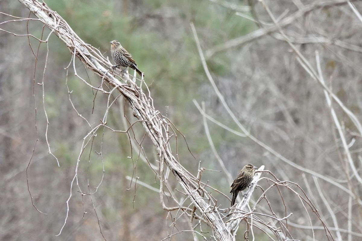 Red-winged Blackbird - ML417693741