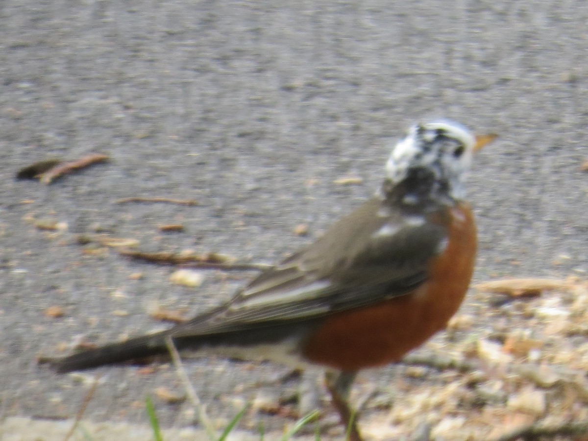 American Robin - ML41769391