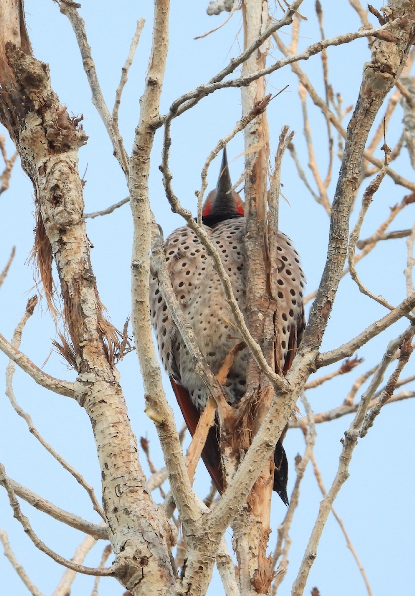 Northern Flicker - ML417693981