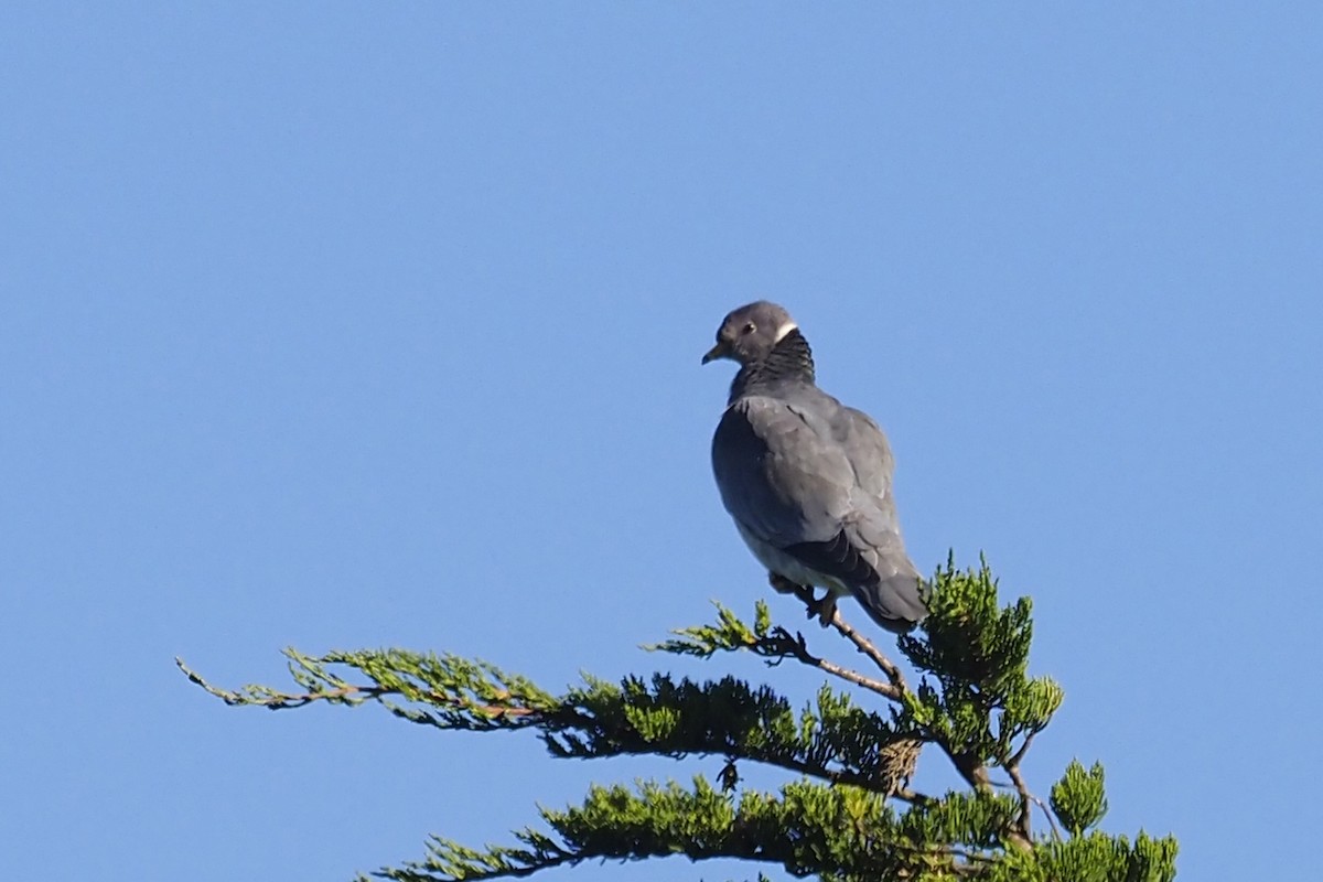 Band-tailed Pigeon - ML417694251