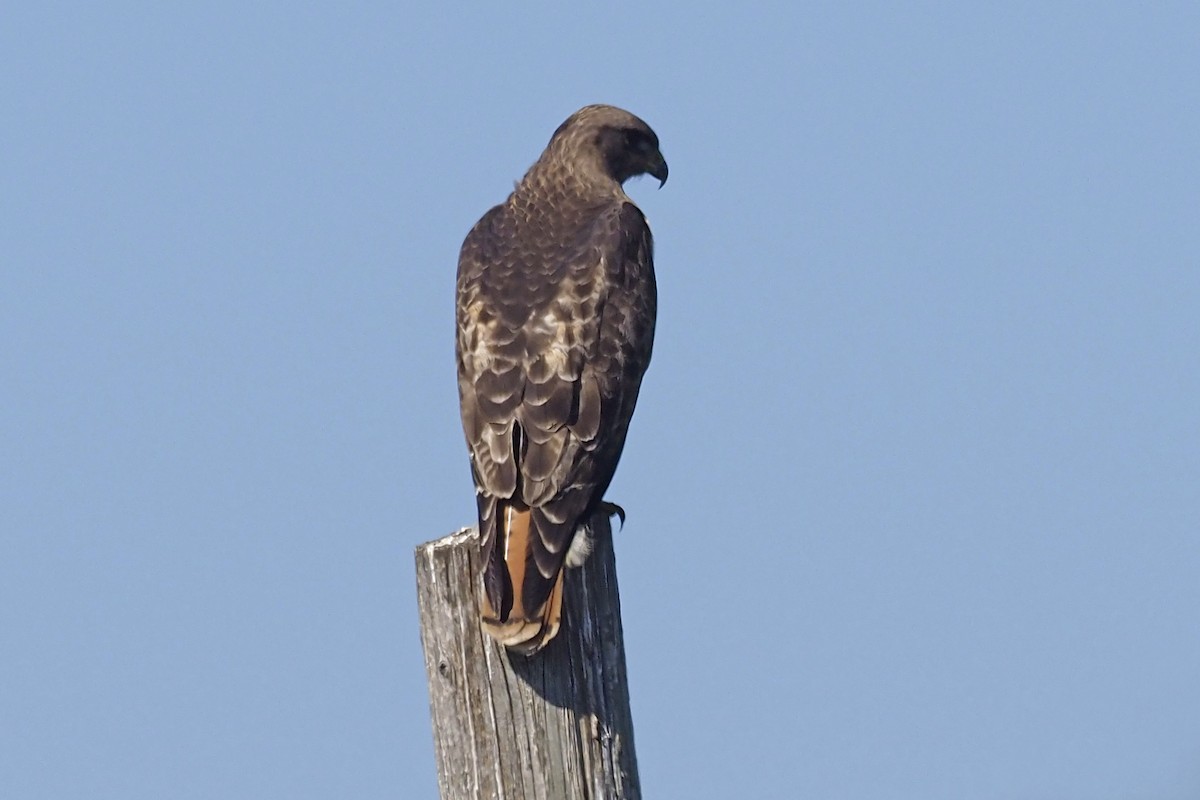 Red-tailed Hawk - ML417694561
