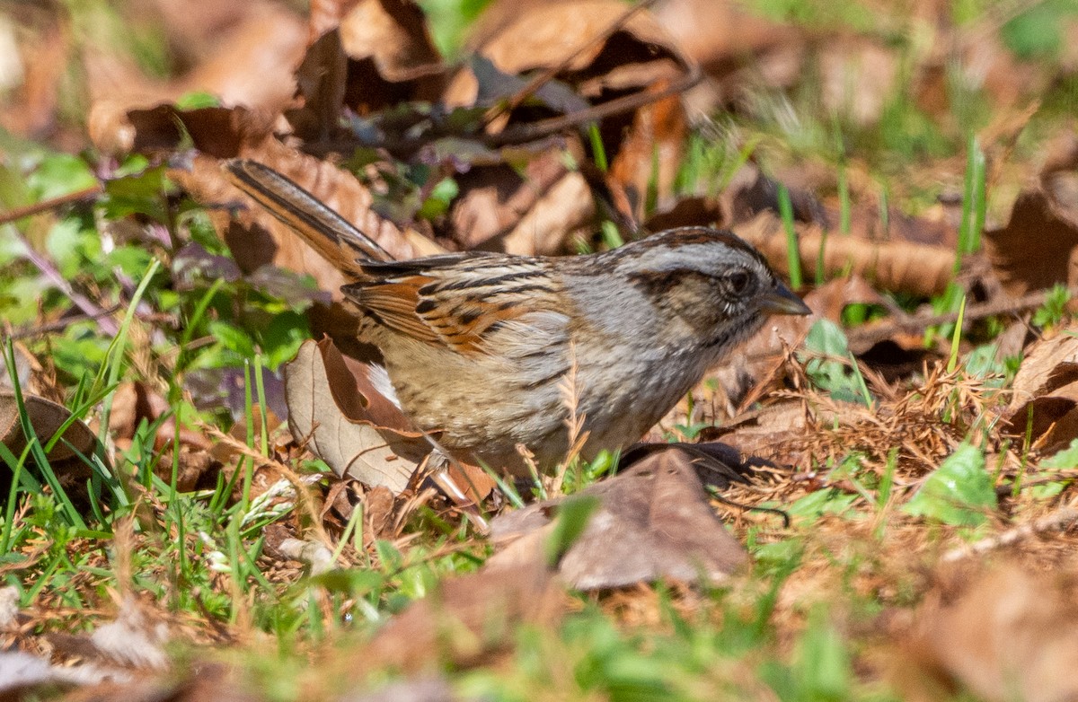 Swamp Sparrow - Eric Bodker