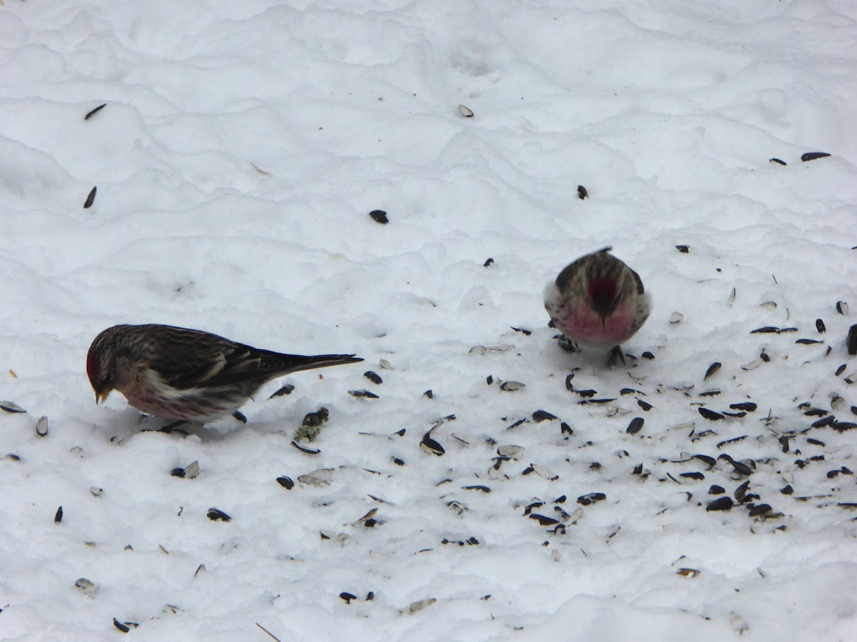 Redpoll (Common) - ML417694741