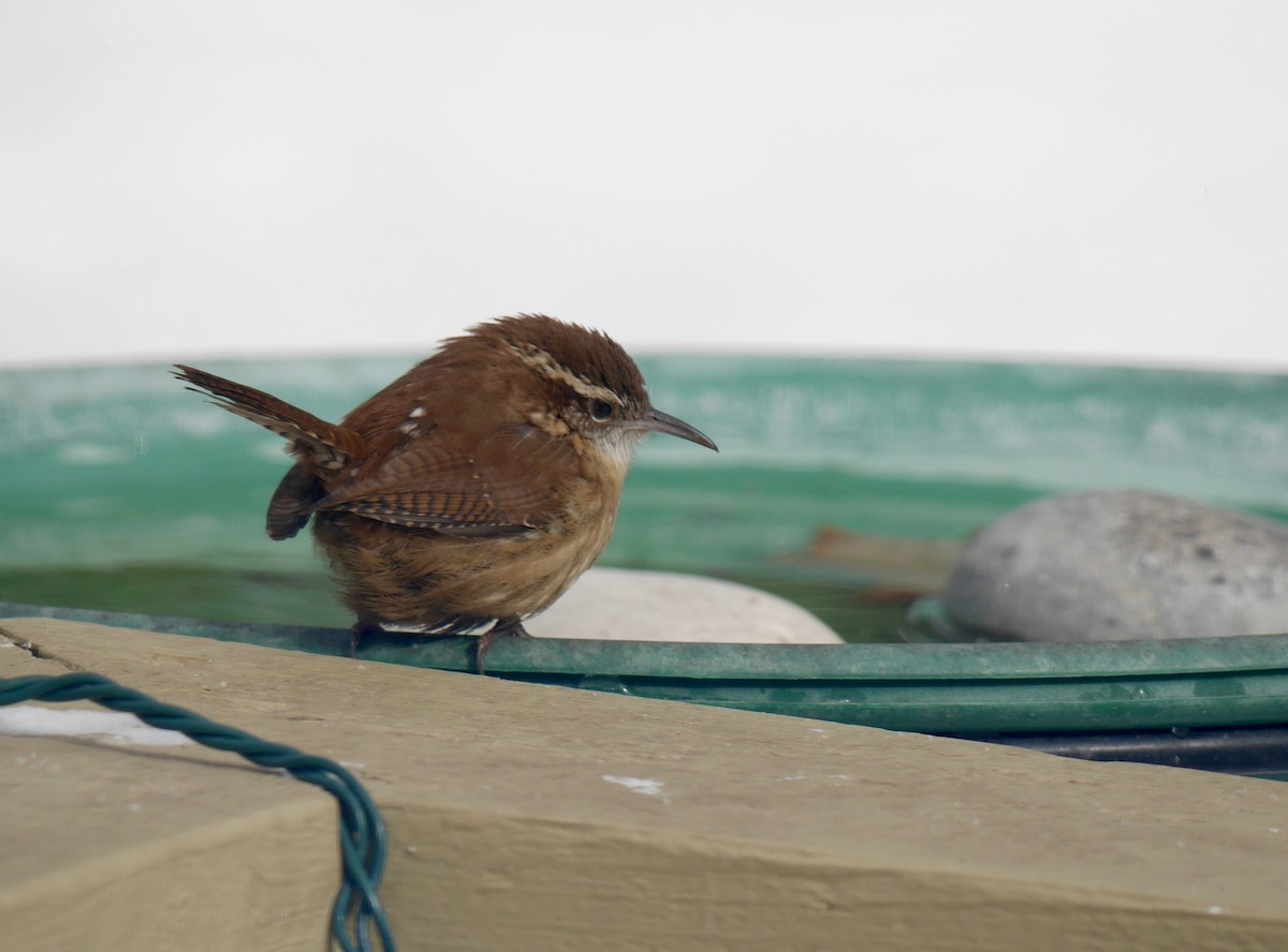 Carolina Wren (Northern) - ML417695231