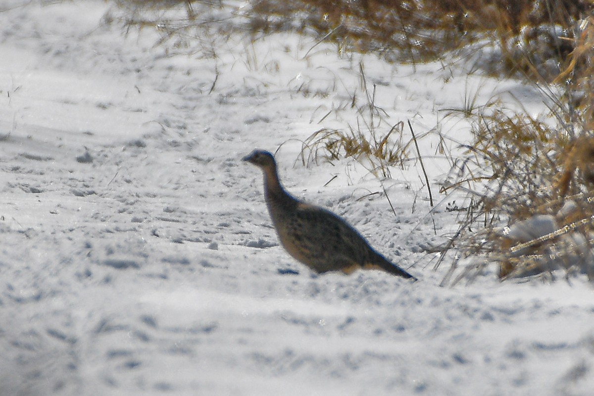 Ring-necked Pheasant - ML417695621