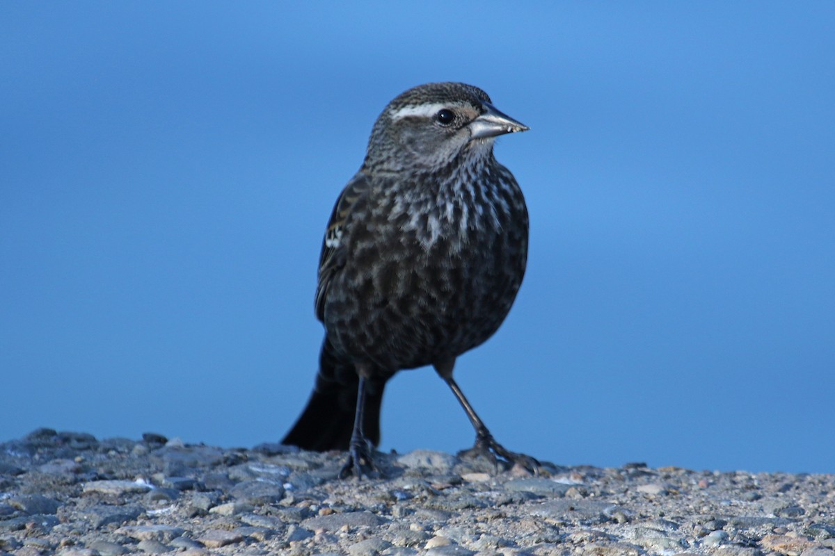 Tricolored Blackbird - ML417695641
