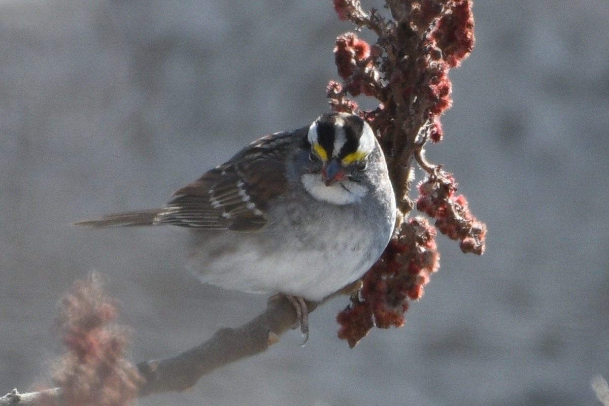 White-throated Sparrow - ML417695911