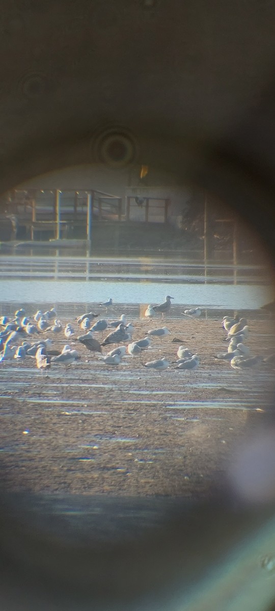 Iceland Gull (kumlieni) - ML417697031