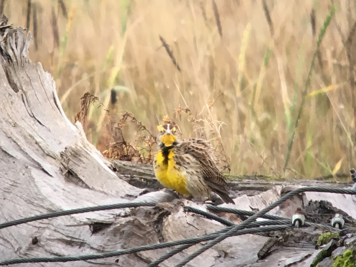 Western Meadowlark - ML41769761