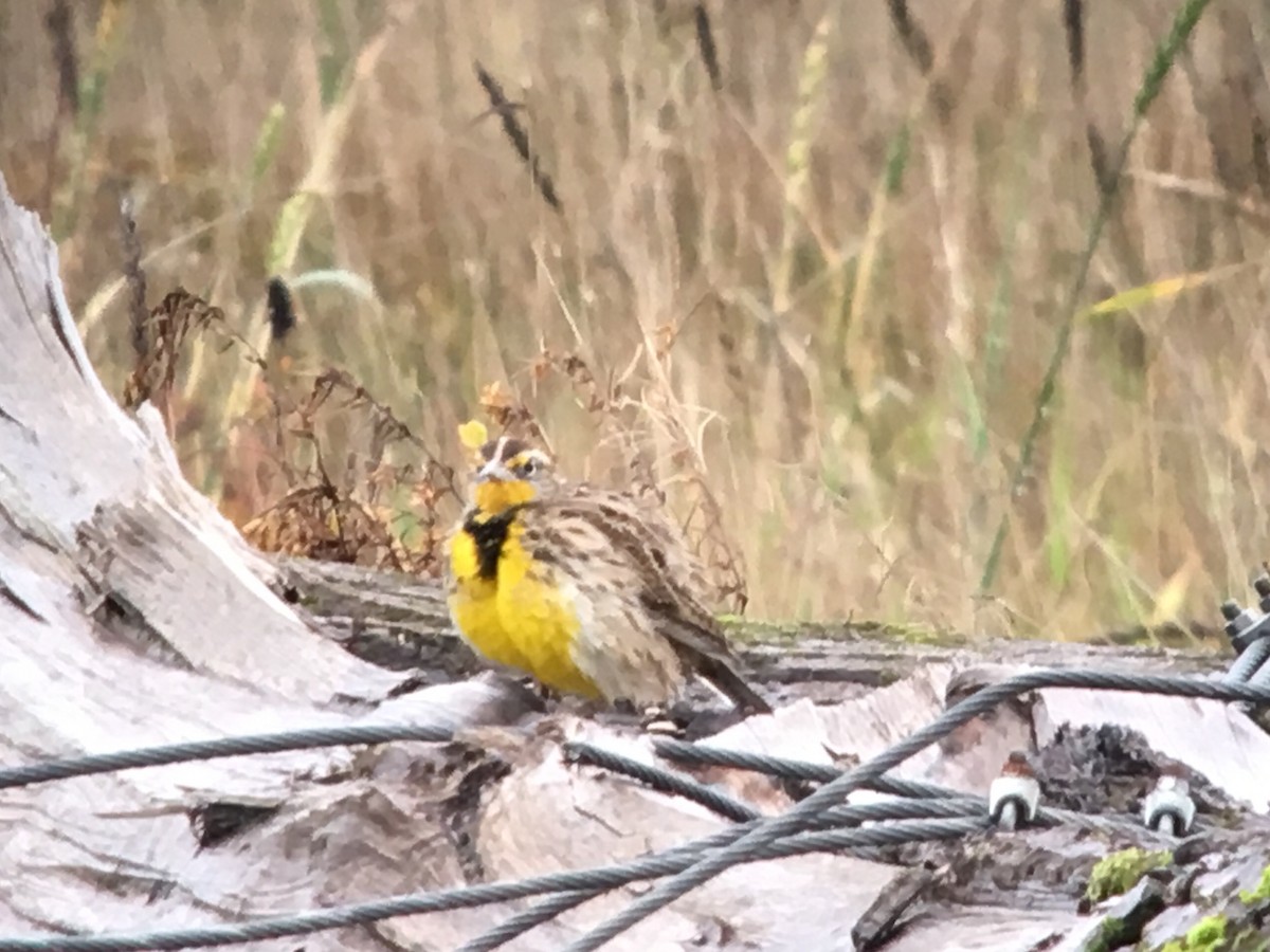 Western Meadowlark - ML41769771