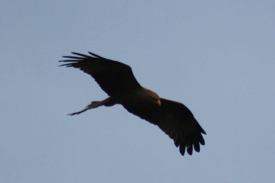 Black Kite - ML41769871