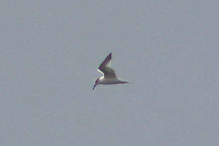 Sandwich Tern - ML41769931