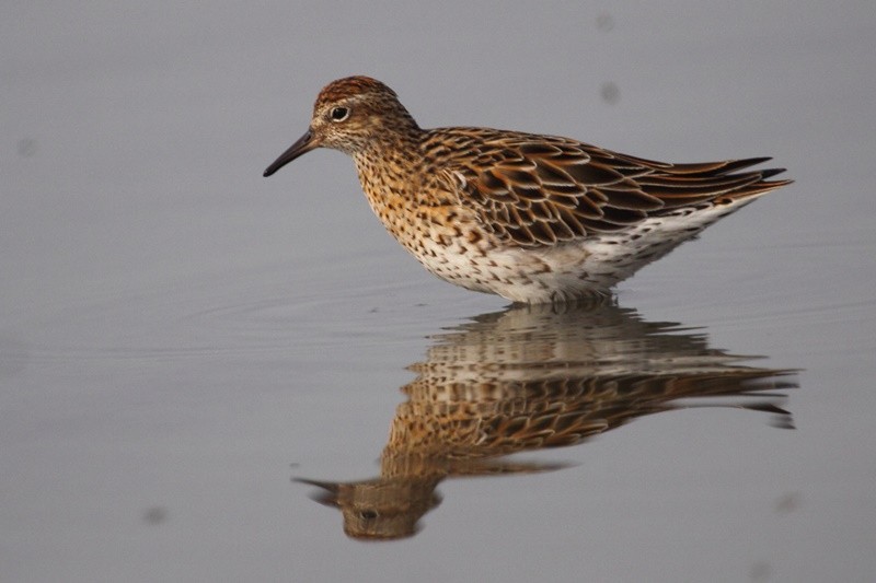 Sharp-tailed Sandpiper - ML417700151