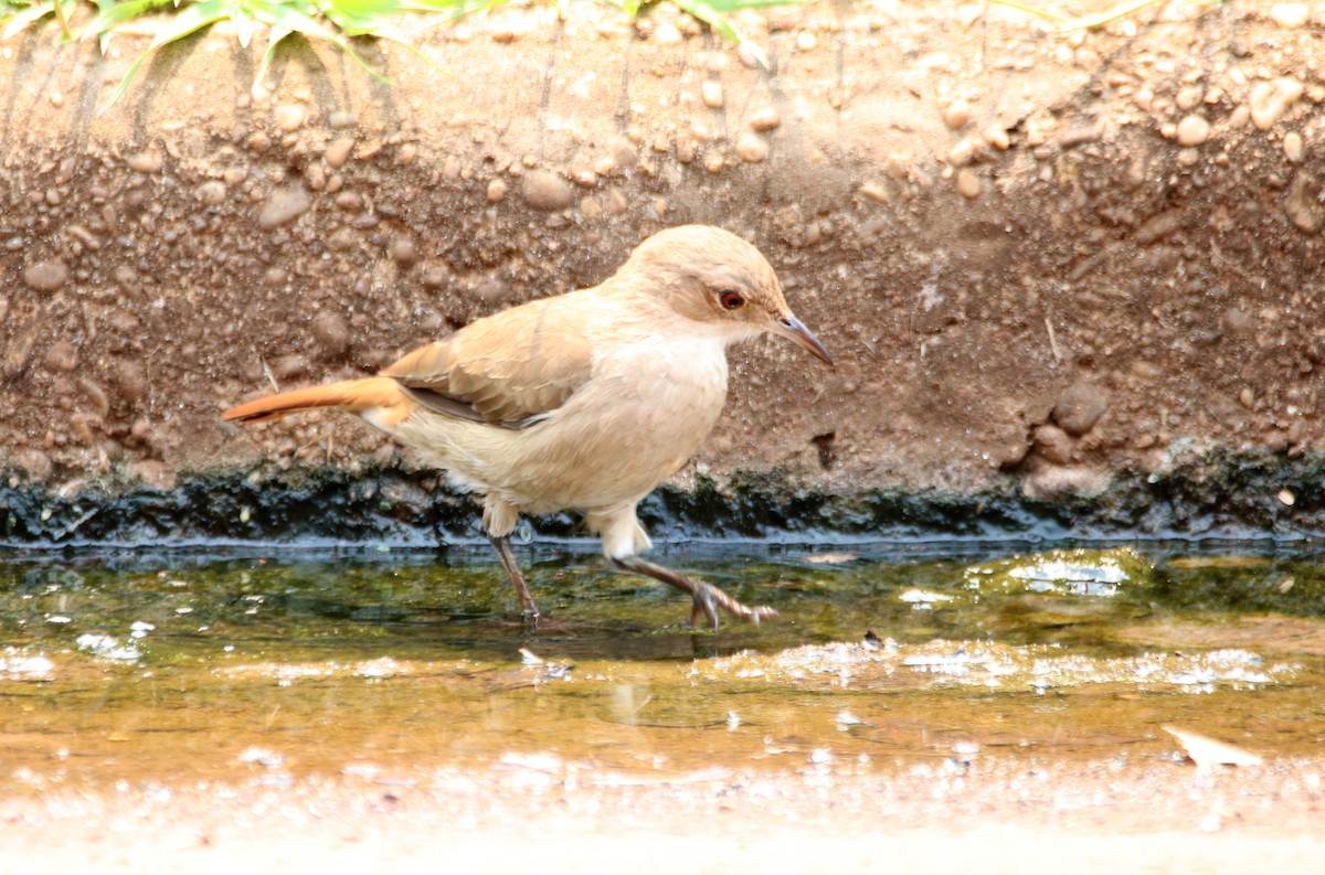 Rufous Hornero - ML417700271