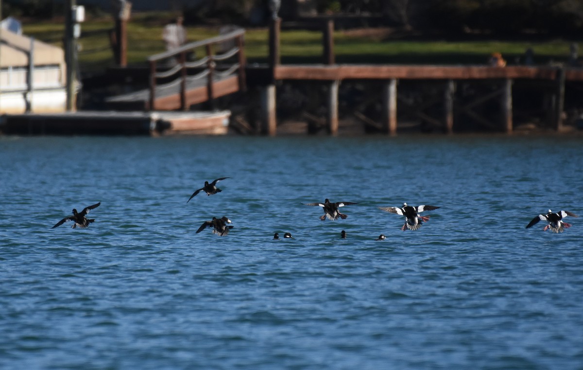 Bufflehead - ML417701101