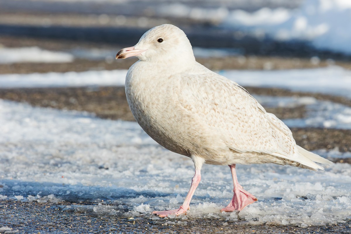 Glaucous Gull - ML417701331