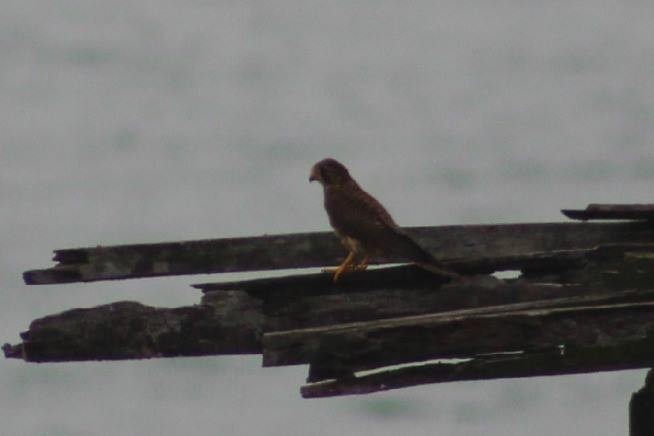 Eurasian Kestrel - ML41770141