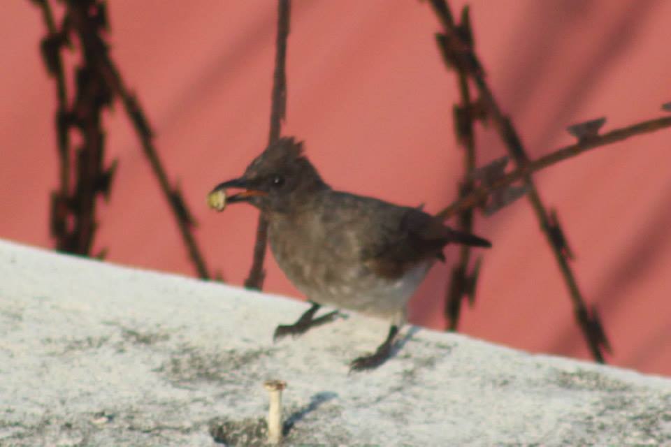 Common Bulbul - ML41770211