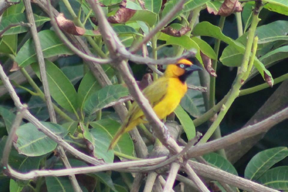 Olive-naped Weaver - ML41770341