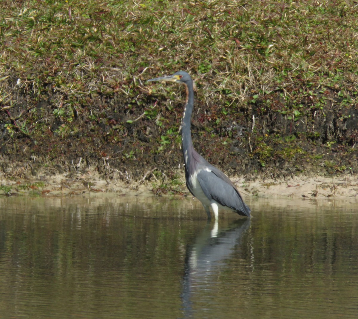 Tricolored Heron - ML417703461