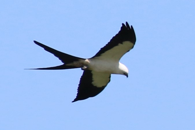 Swallow-tailed Kite - ML417703971