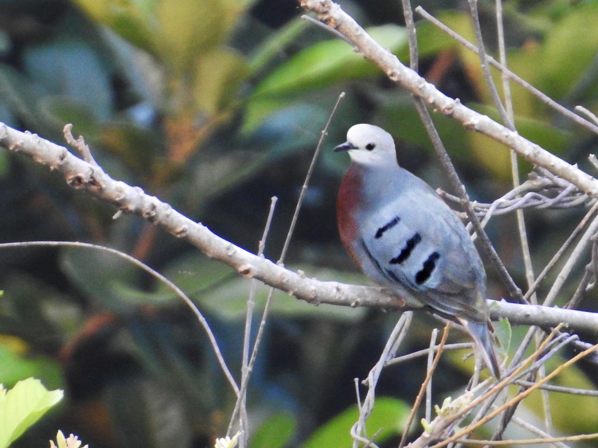 Maroon-chested Ground Dove - ML417706161