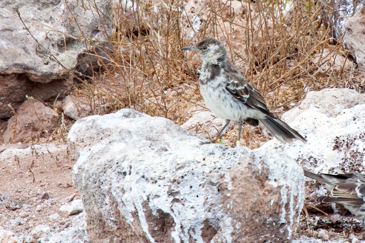 Floreana Mockingbird - Sue Wright