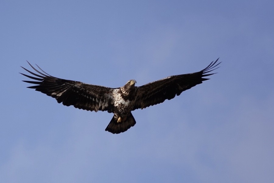 Bald Eagle - Jo Fasciolo