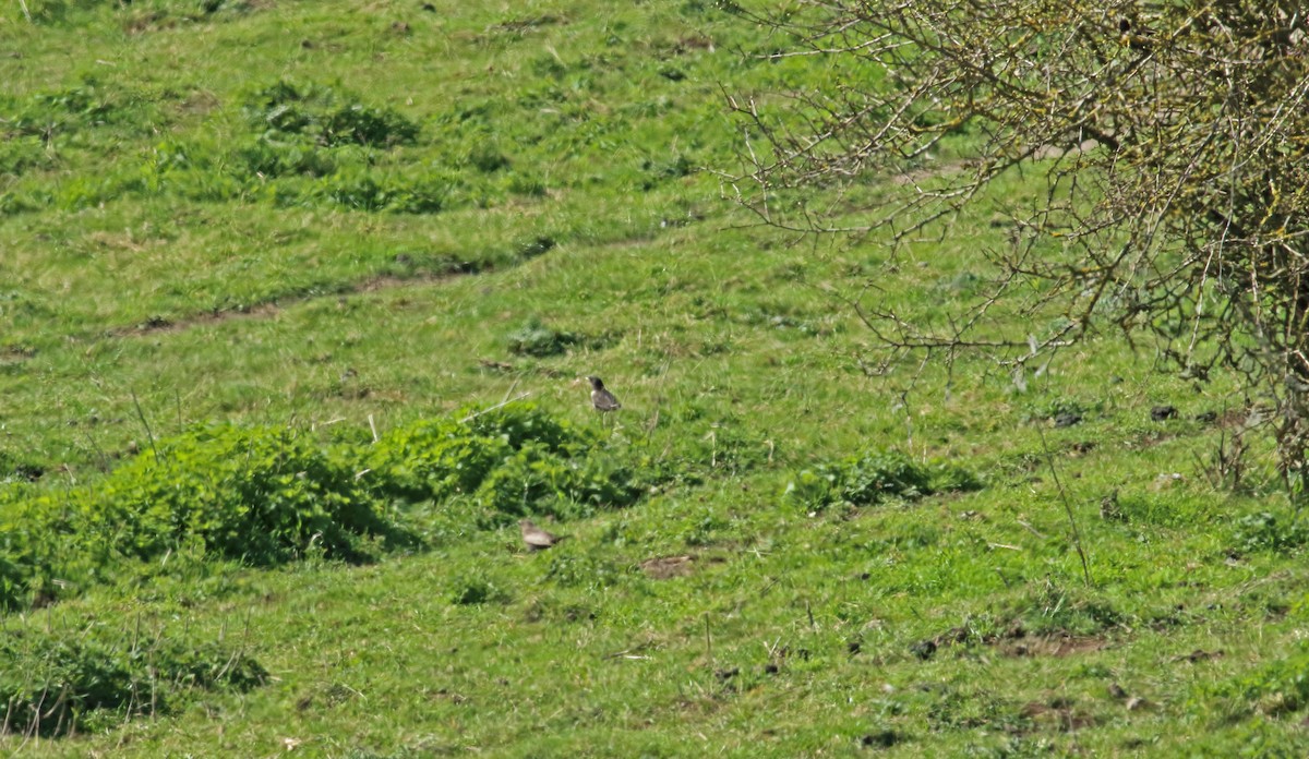 Ring Ouzel - Andrew Steele