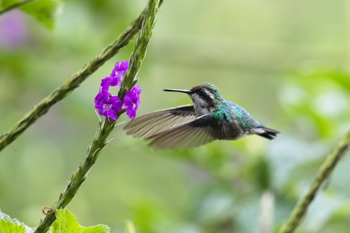 Hochland-Smaragdkolibri - ML417708581