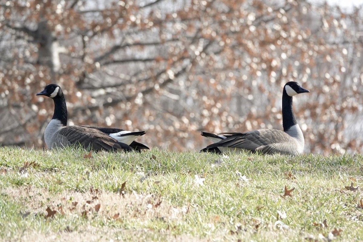 Canada Goose - ML417709451