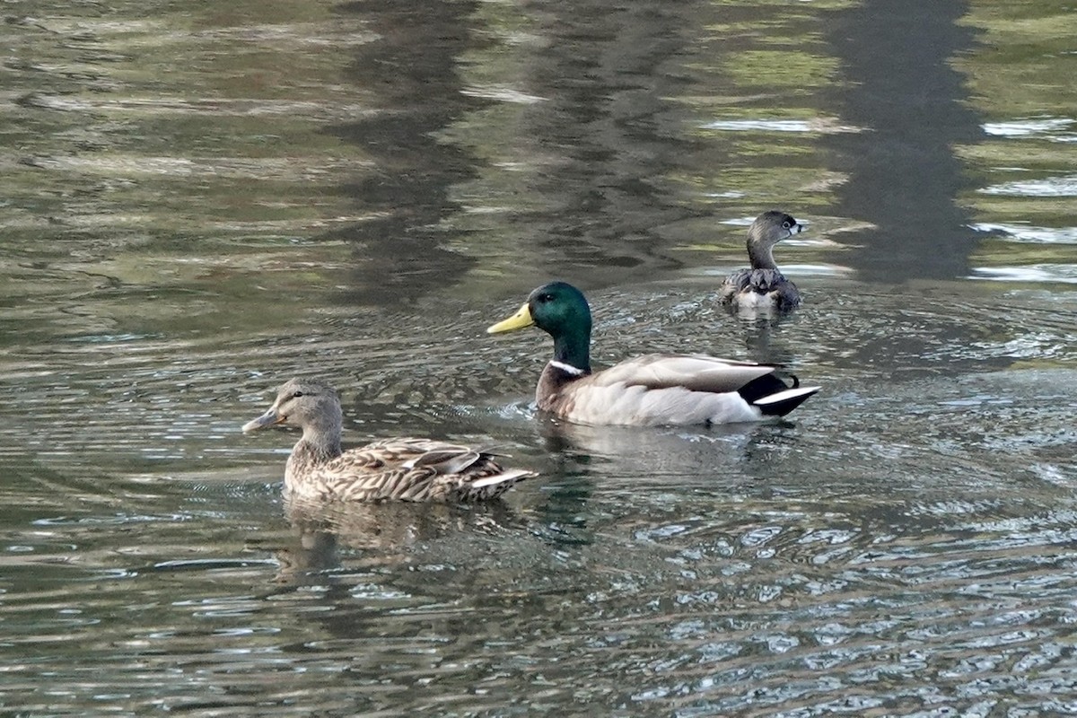 Mallard - Fleeta Chauvigne