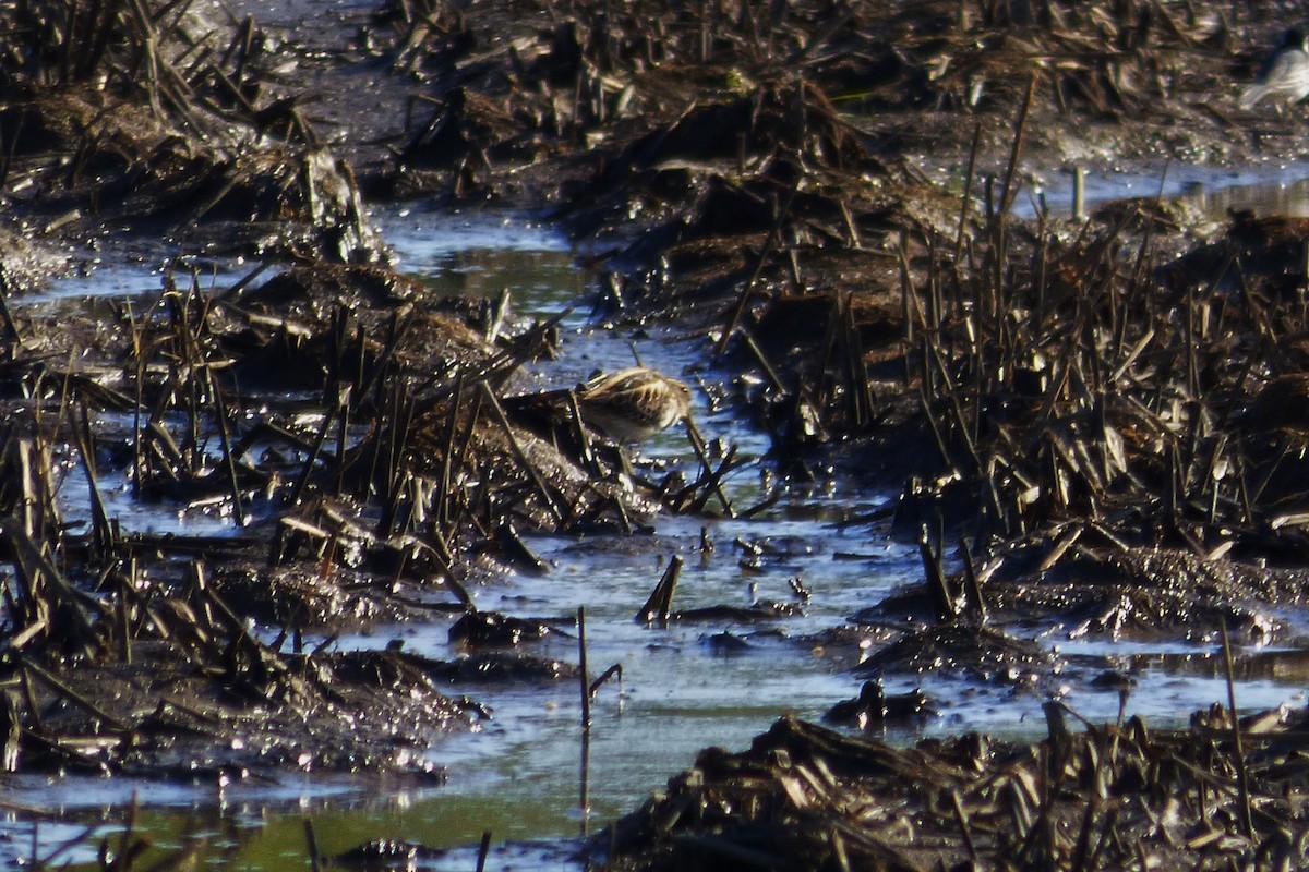 Jack Snipe - Laura Rollán