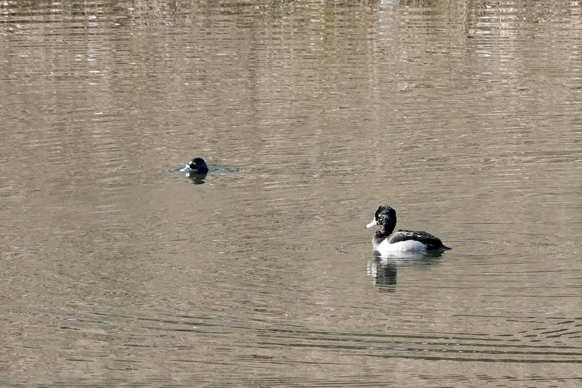 Ring-necked Duck - ML417710341