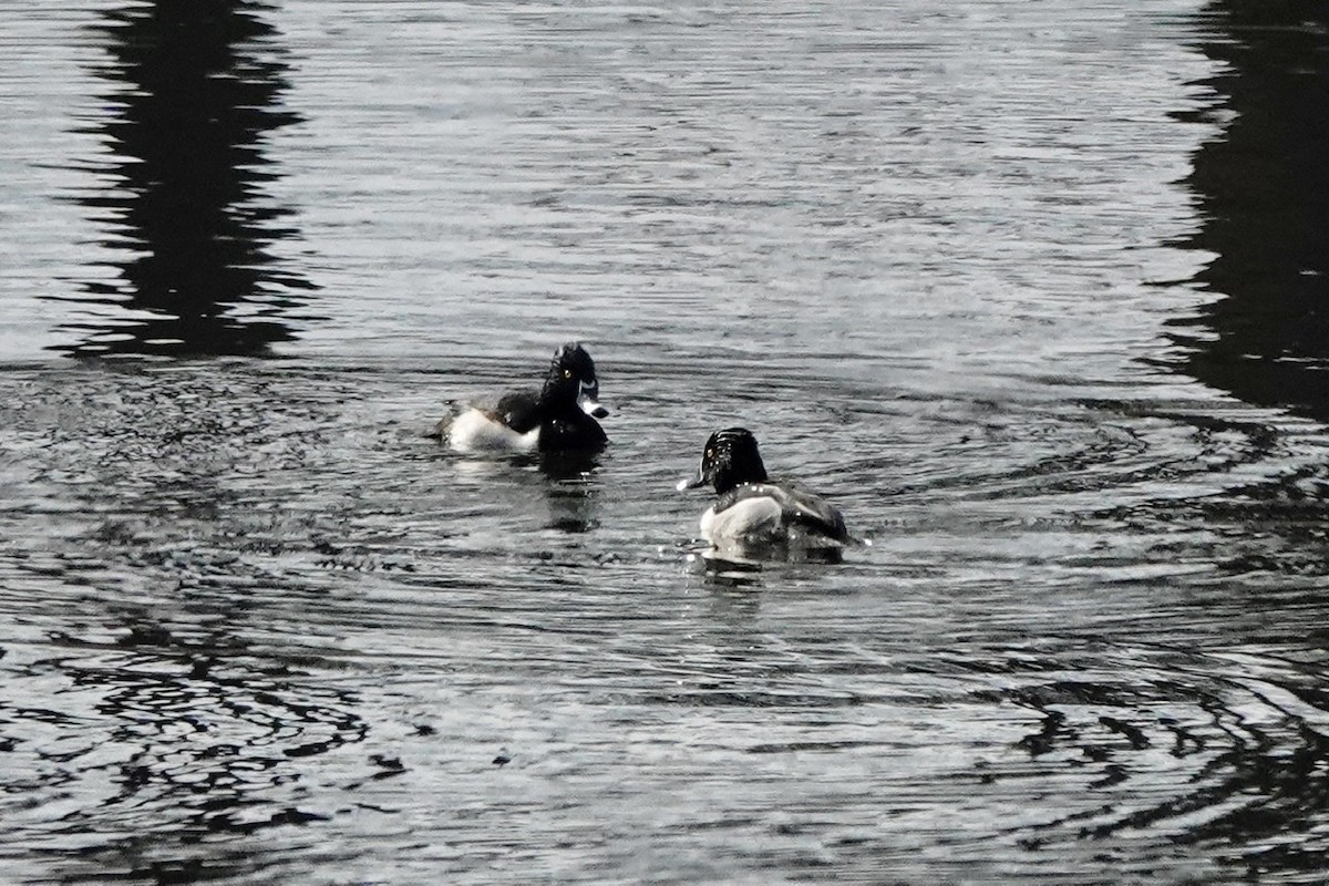 Ring-necked Duck - ML417710371