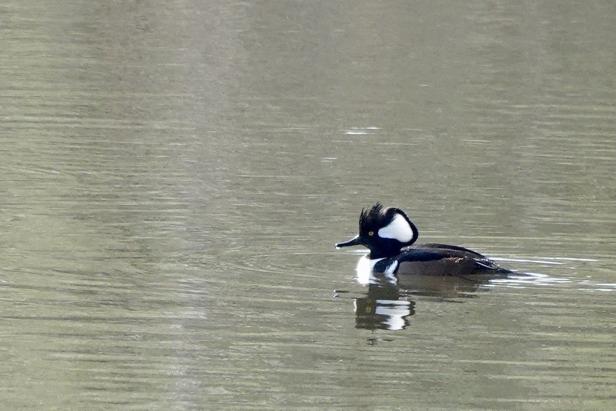 Hooded Merganser - ML417710511